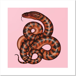 Collett’s Snake Posters and Art